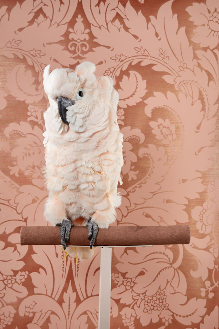 Moluccan Cockatoo: The Fluffy Rockstar