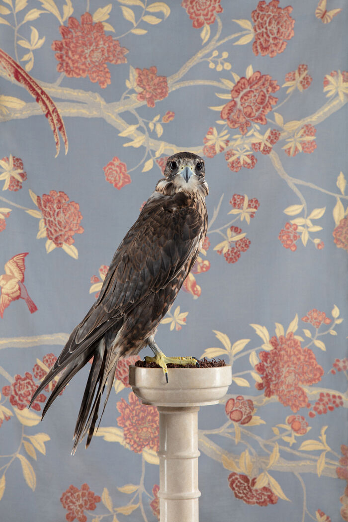 Saker Falcon: The Speed Demon