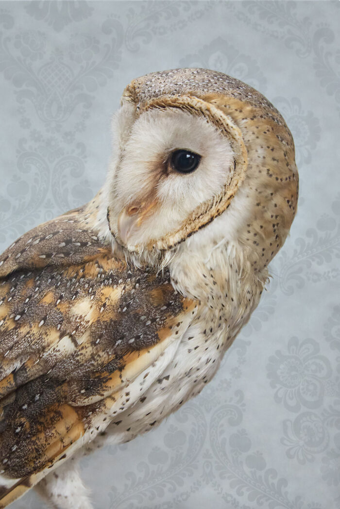 Barn Owl: The Quiet Watcher
