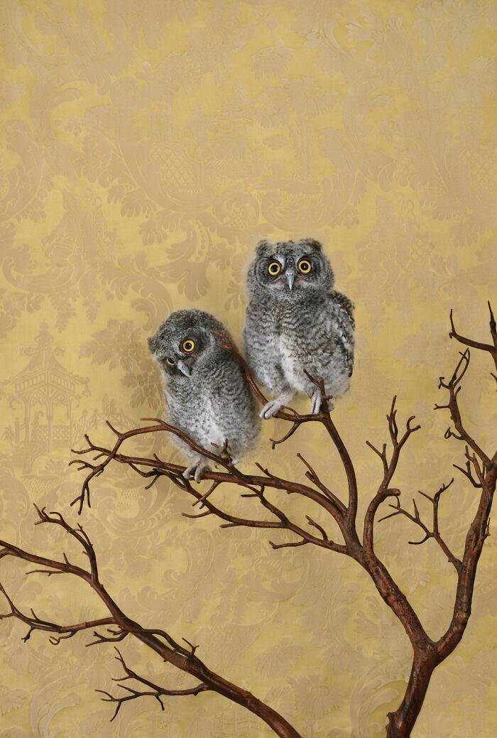 Spotted Eagle Owlets: The Cute Crew