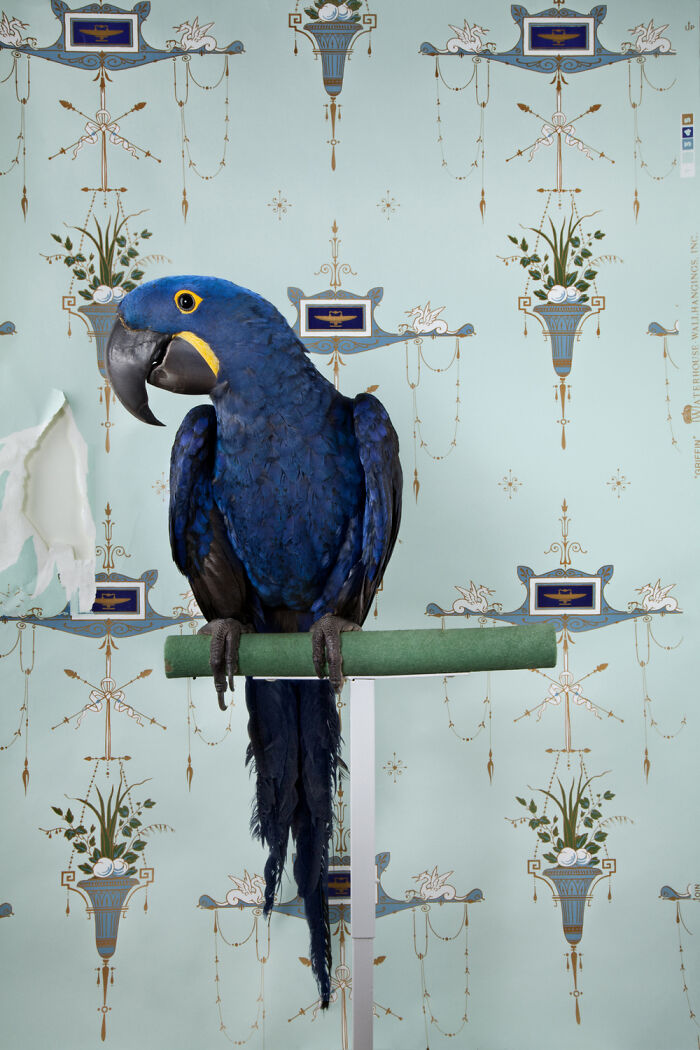 Hyacinth Macaw: The Big Blue Babe