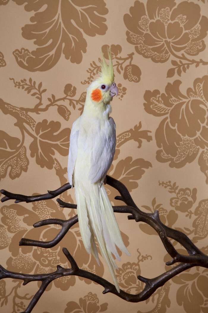 Lutino Cockatiel: Sunshine Chic