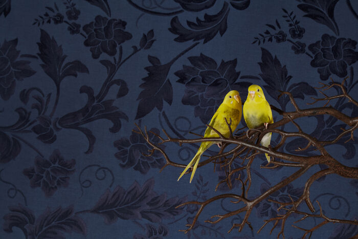 Budgerigar: The Tiny Pop Star