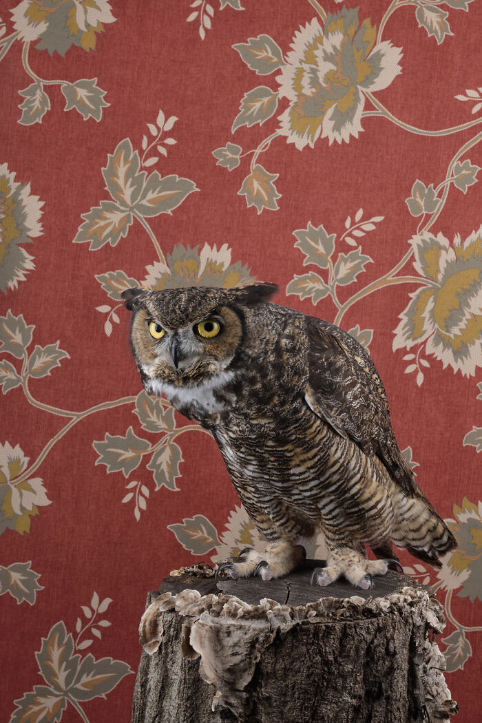 Great Horned Owl: The Fierce Gaze