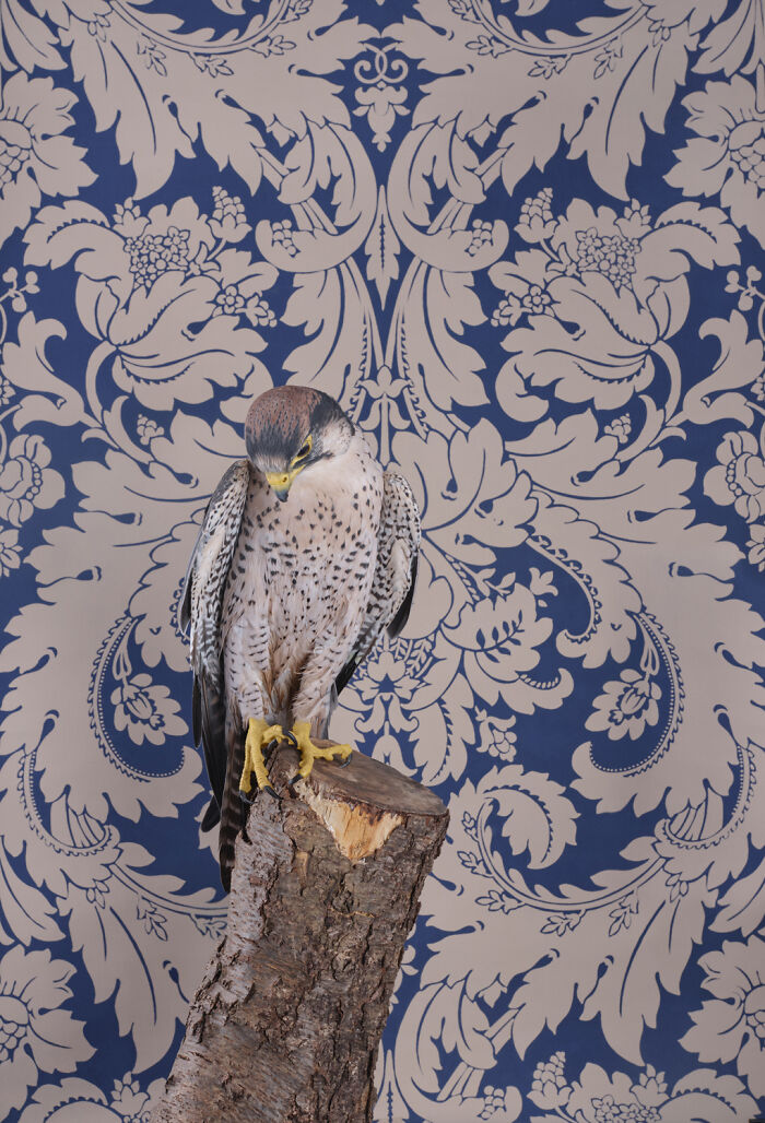 Lanner Falcon: The Sleek Hunter