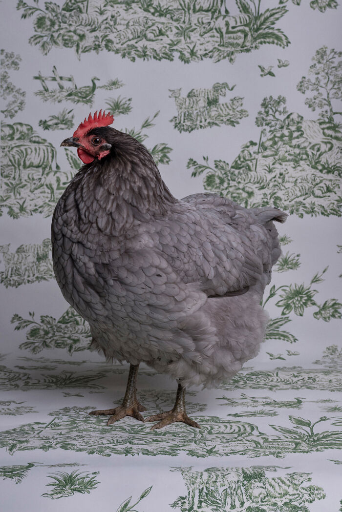 Blue Americanus Chicken: Fancy Clucker