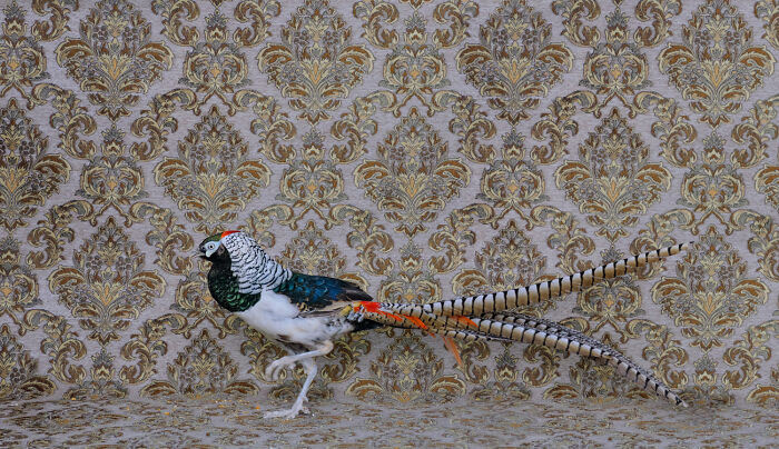 Lady Amherst Pheasant: The Feathered Diva
