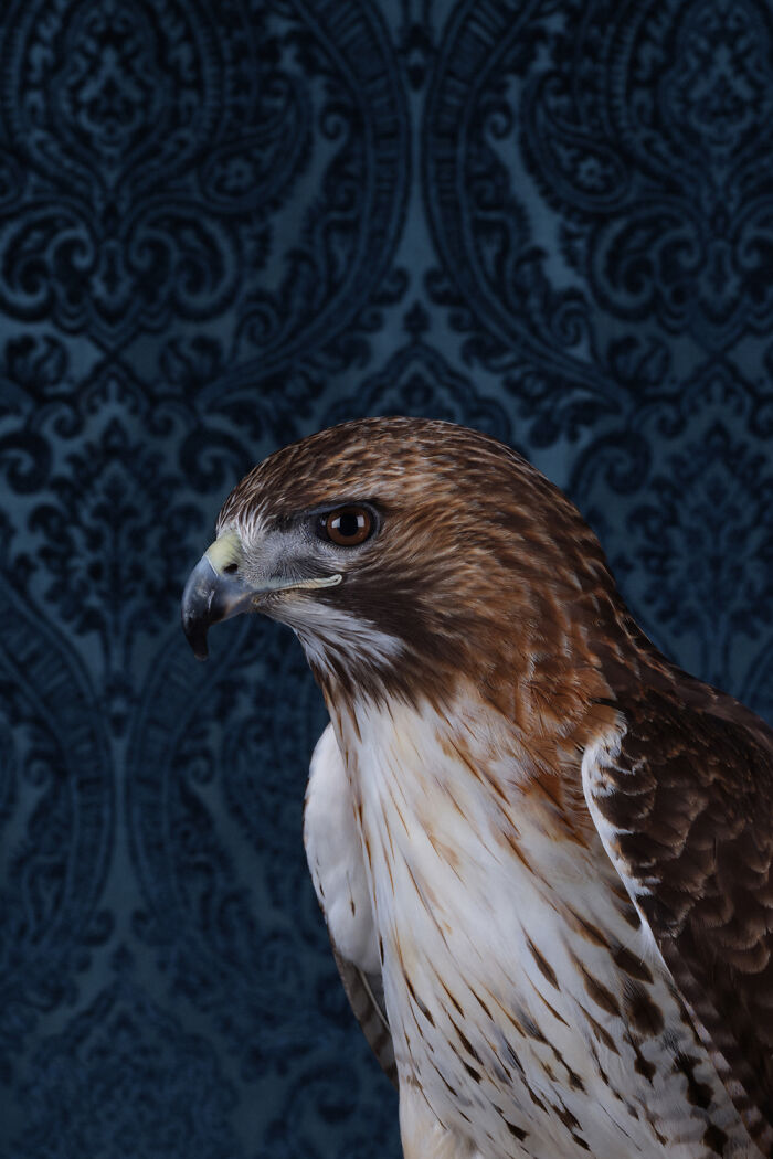 Red-Tailed Hawk: The Sharp-Eyed Boss