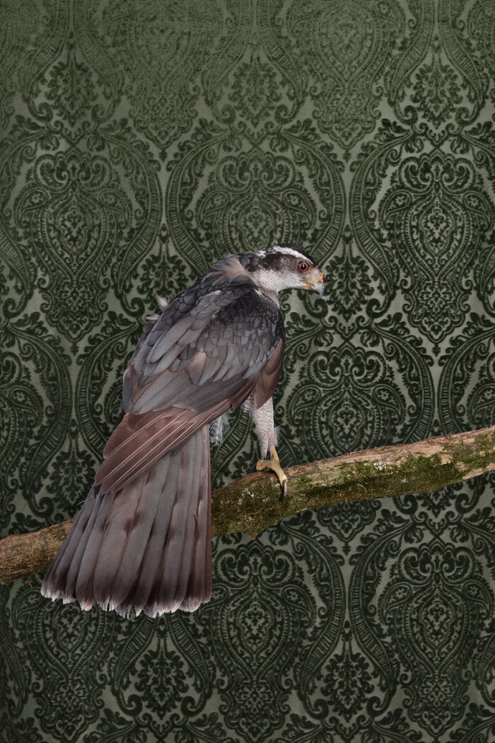 American Goshawk: Stealth Mode Activated