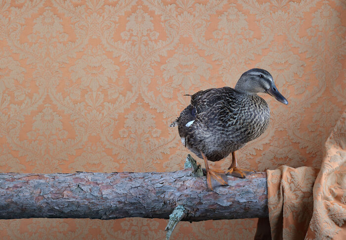 Duck: The Chill Swimmer