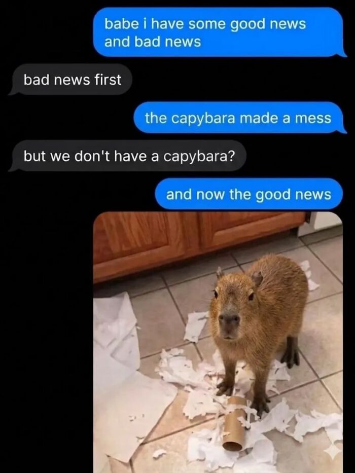 40 Hilarious Capybara Memes That Totally Get Internet Chill Vibes