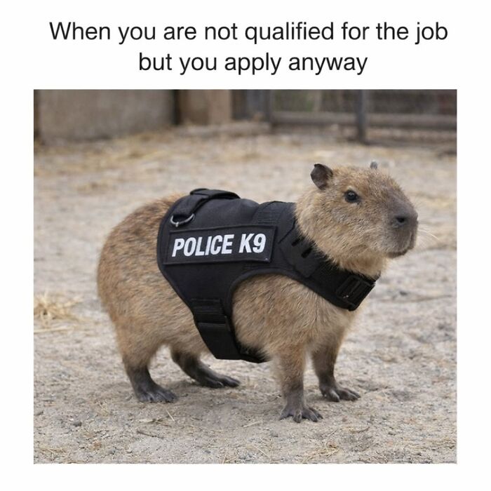 40 Hilarious Capybara Memes That Totally Get Internet Chill Vibes