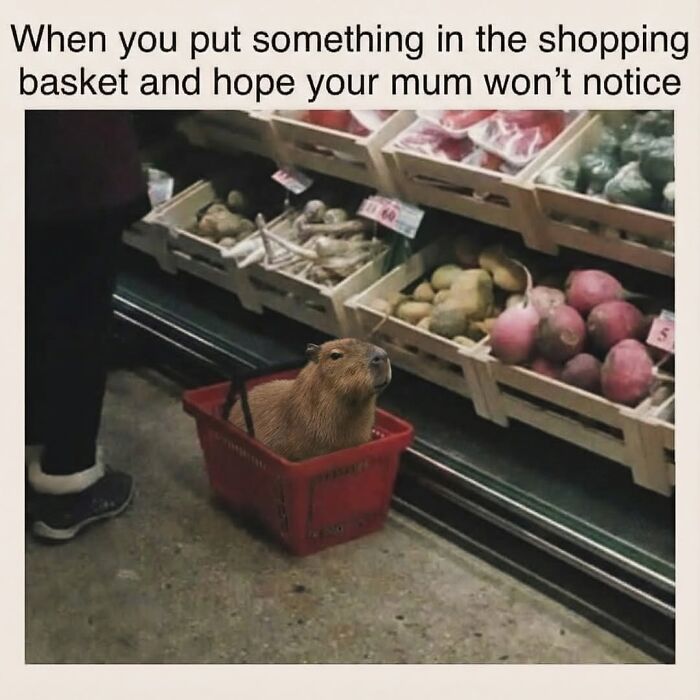 40 Hilarious Capybara Memes That Totally Get Internet Chill Vibes