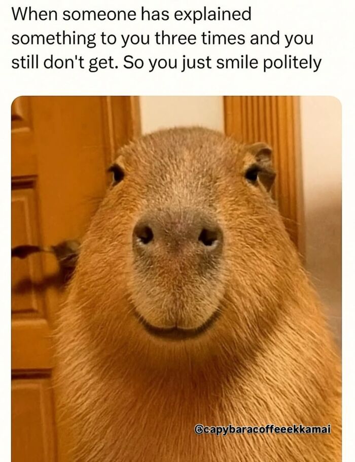 40 Hilarious Capybara Memes That Totally Get Internet Chill Vibes