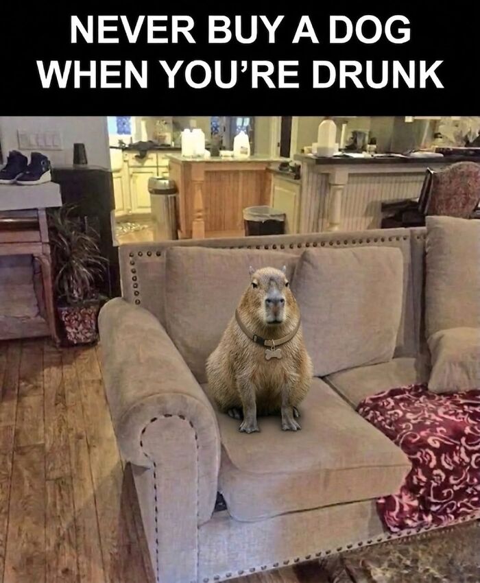 40 Hilarious Capybara Memes That Totally Get Internet Chill Vibes