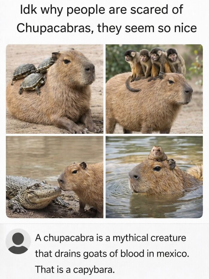 40 Hilarious Capybara Memes That Totally Get Internet Chill Vibes