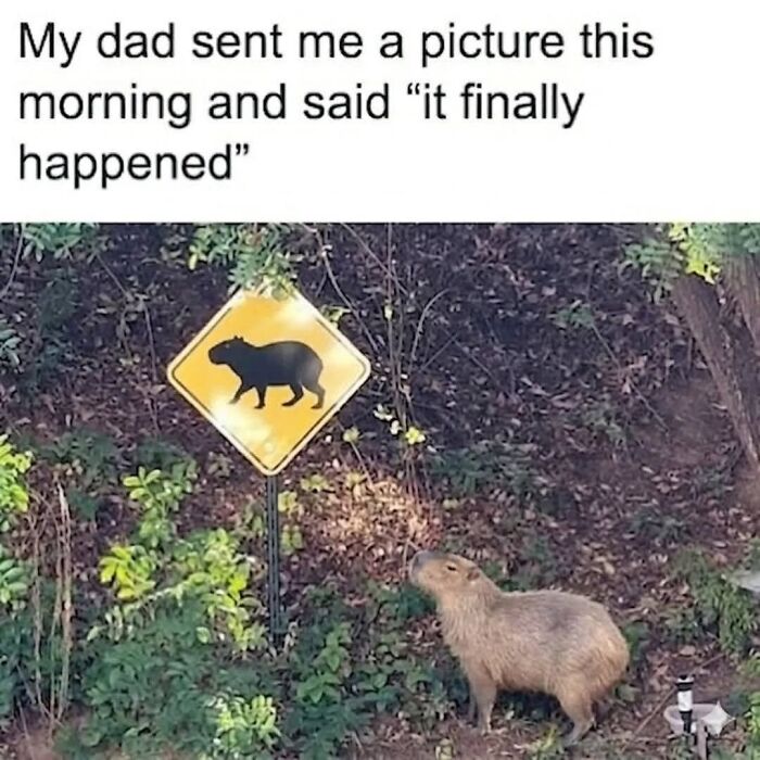 40 Hilarious Capybara Memes That Totally Get Internet Chill Vibes
