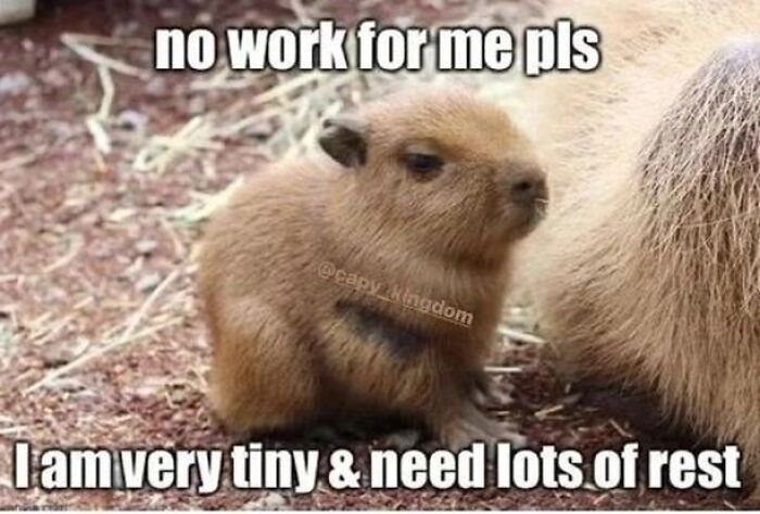 40 Hilarious Capybara Memes That Totally Get Internet Chill Vibes