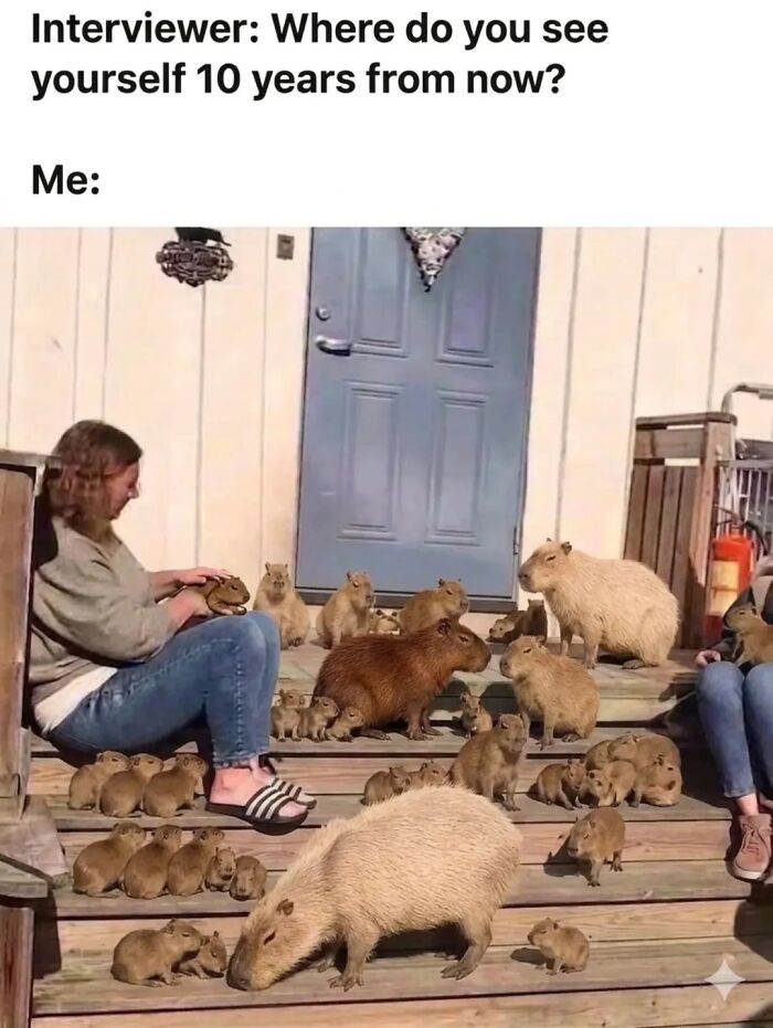 40 Hilarious Capybara Memes That Totally Get Internet Chill Vibes