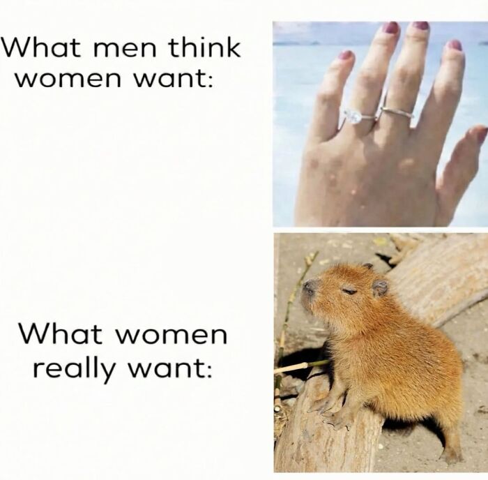 40 Hilarious Capybara Memes That Totally Get Internet Chill Vibes