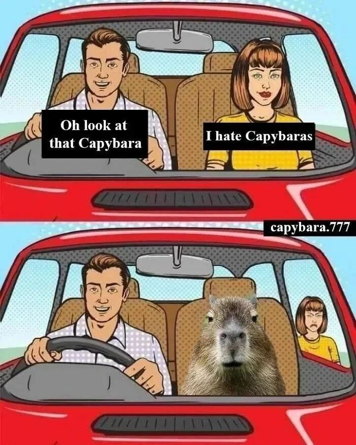 40 Hilarious Capybara Memes That Totally Get Internet Chill Vibes