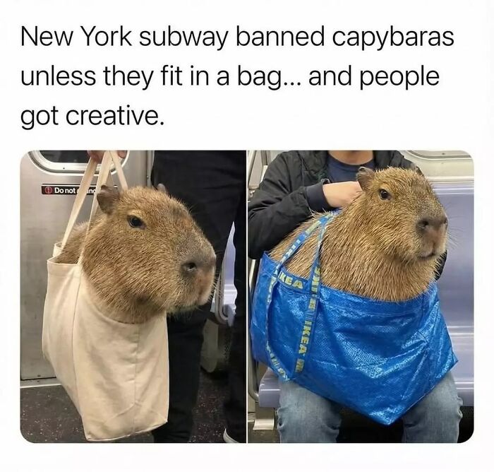 40 Hilarious Capybara Memes That Totally Get Internet Chill Vibes