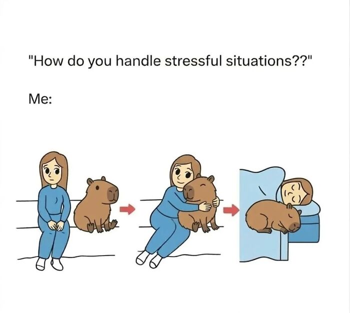 40 Hilarious Capybara Memes That Totally Get Internet Chill Vibes