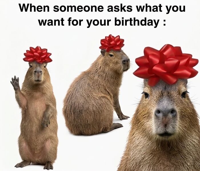 40 Hilarious Capybara Memes That Totally Get Internet Chill Vibes