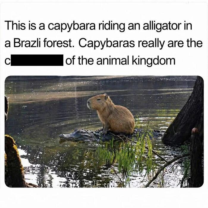 40 Hilarious Capybara Memes That Totally Get Internet Chill Vibes