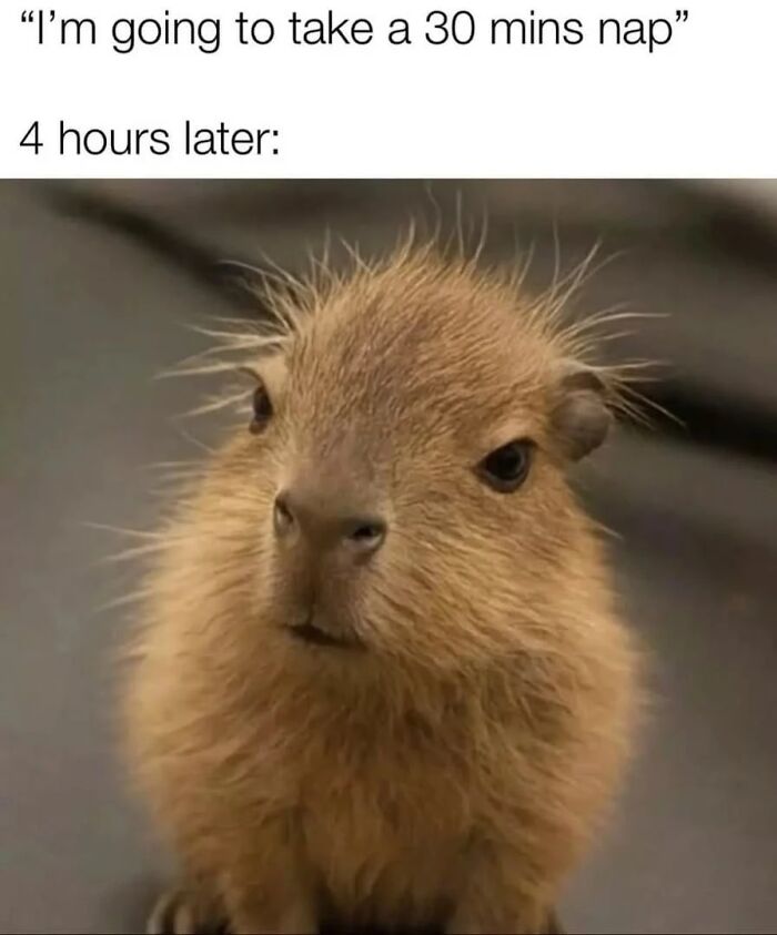 40 Hilarious Capybara Memes That Totally Get Internet Chill Vibes