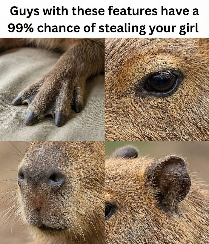 40 Hilarious Capybara Memes That Totally Get Internet Chill Vibes