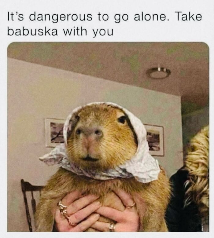 40 Hilarious Capybara Memes That Totally Get Internet Chill Vibes