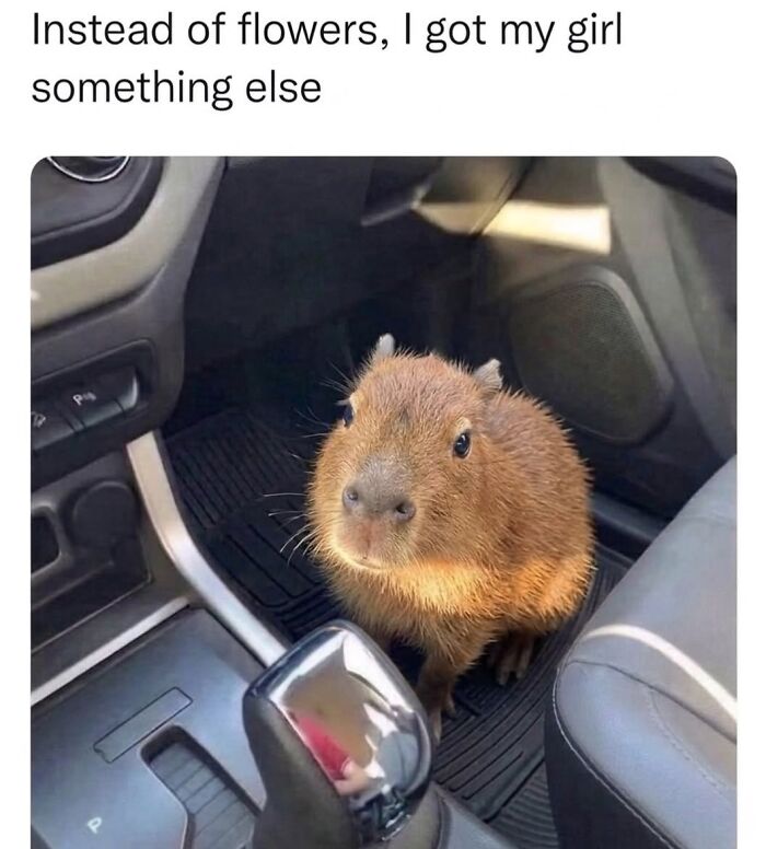 40 Hilarious Capybara Memes That Totally Get Internet Chill Vibes