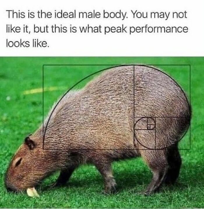 40 Hilarious Capybara Memes That Totally Get Internet Chill Vibes