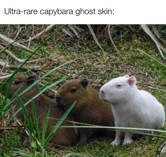 40 Hilarious Capybara Memes That Totally Get Internet Chill Vibes