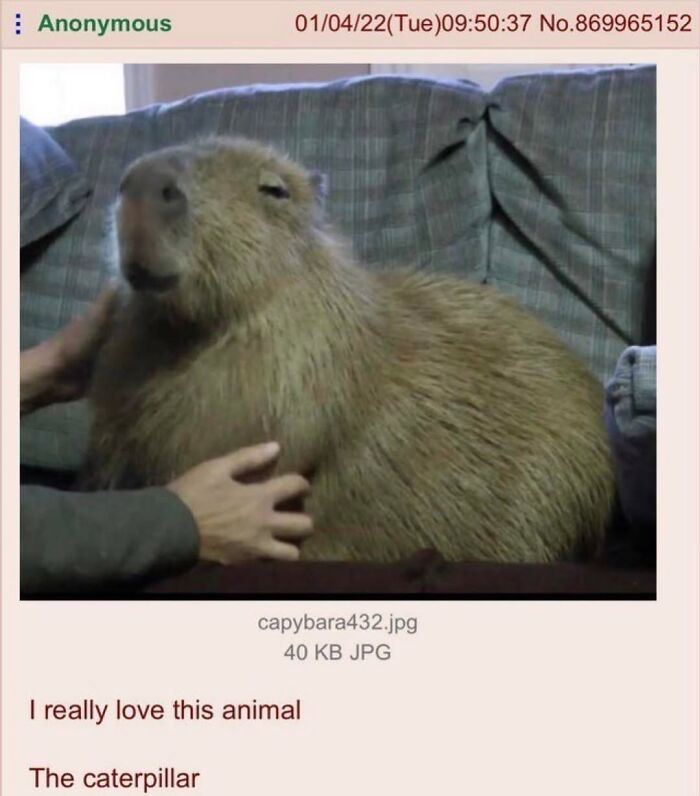 40 Hilarious Capybara Memes That Totally Get Internet Chill Vibes