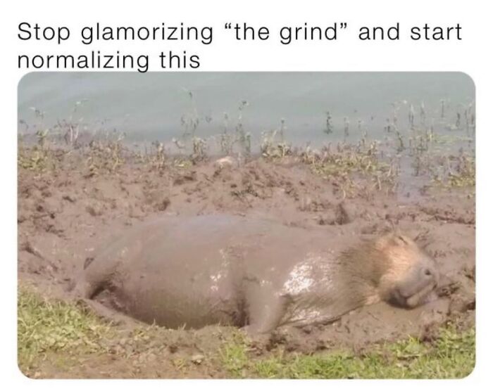 40 Hilarious Capybara Memes That Totally Get Internet Chill Vibes