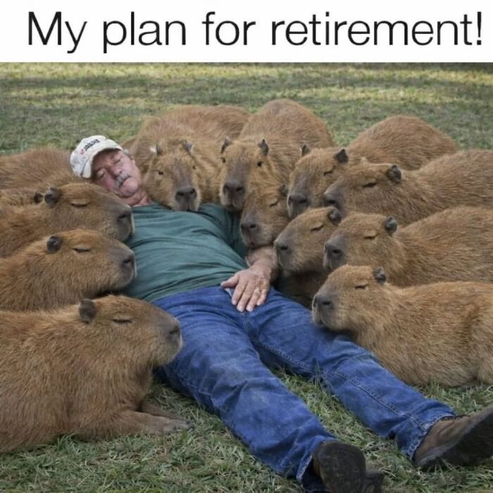 40 Hilarious Capybara Memes That Totally Get Internet Chill Vibes