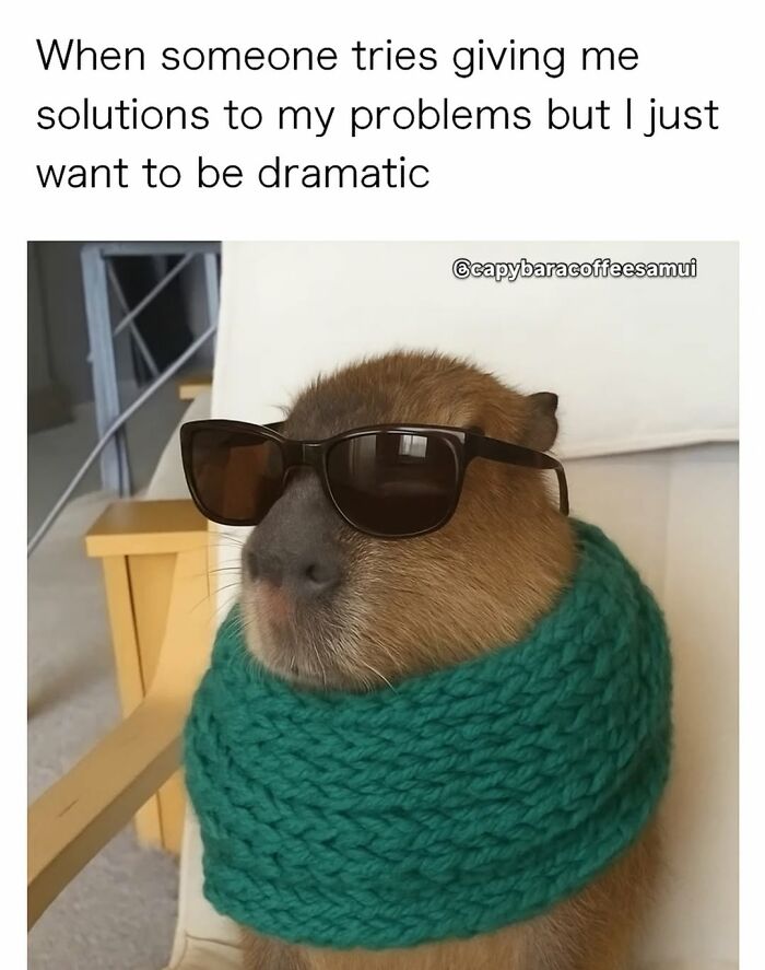 40 Hilarious Capybara Memes That Totally Get Internet Chill Vibes