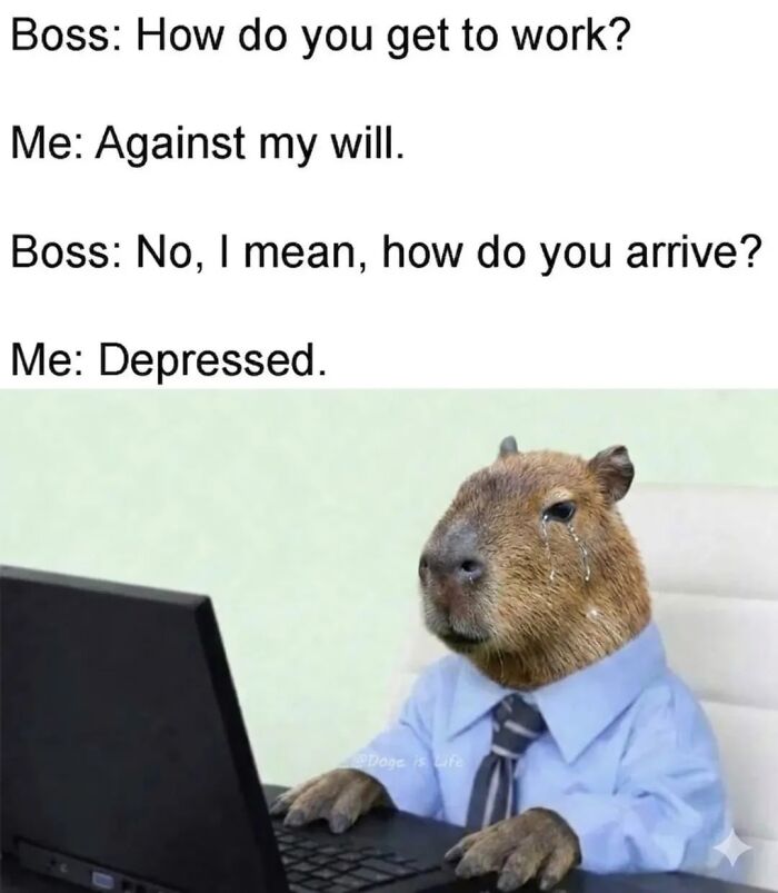 40 Hilarious Capybara Memes That Totally Get Internet Chill Vibes