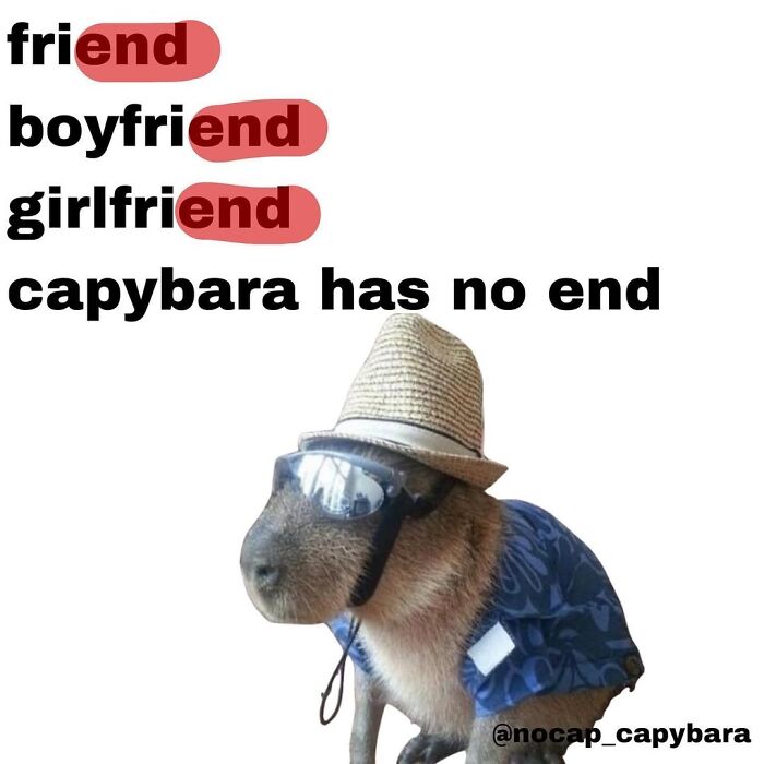 40 Hilarious Capybara Memes That Totally Get Internet Chill Vibes