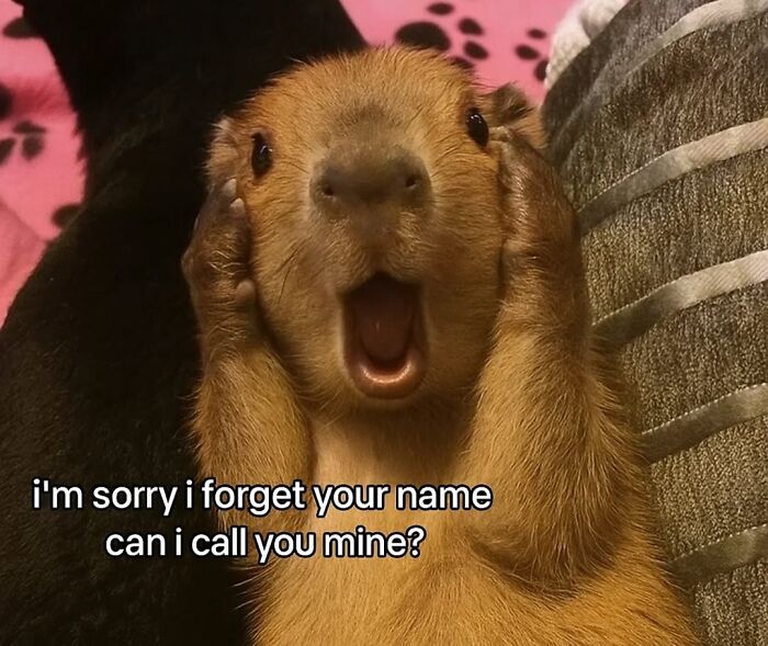 40 Hilarious Capybara Memes That Totally Get Internet Chill Vibes