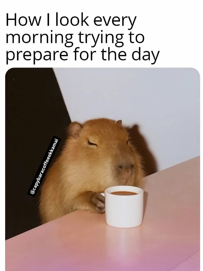 40 Hilarious Capybara Memes That Totally Get Internet Chill Vibes