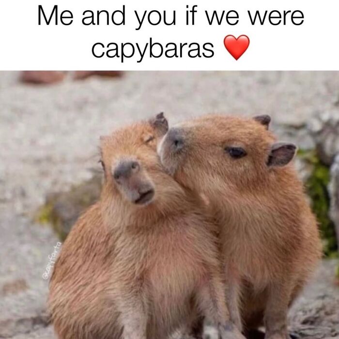 40 Hilarious Capybara Memes That Totally Get Internet Chill Vibes