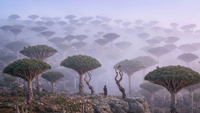 Socotra Island, Yemen – Alien Tree Central