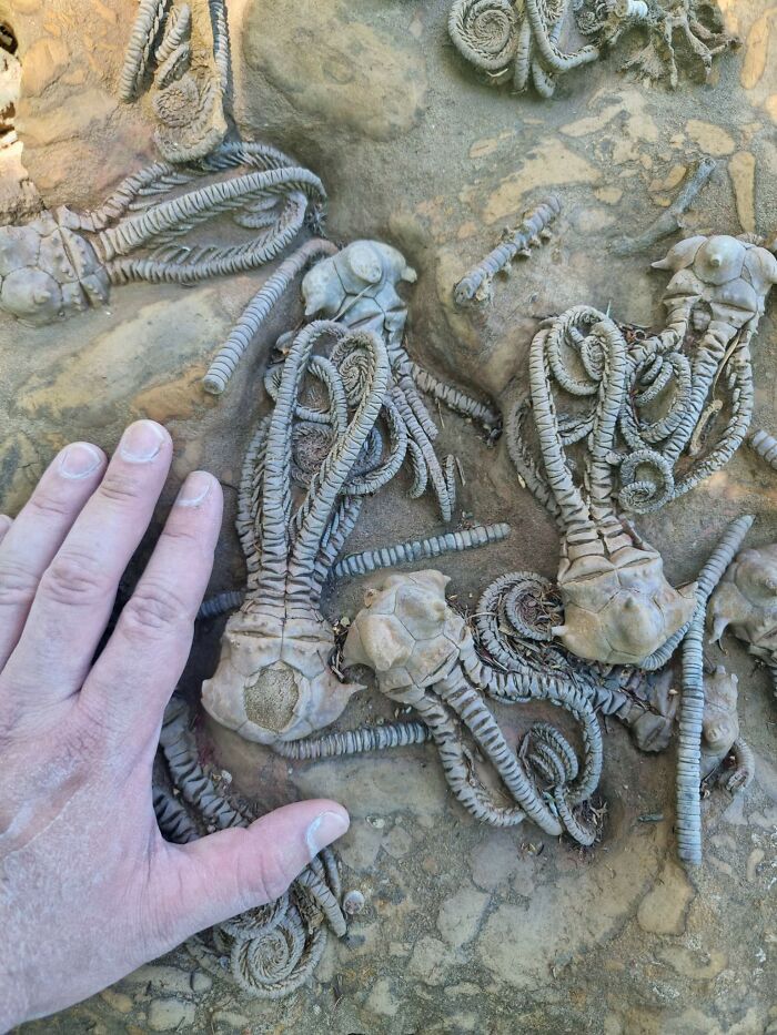 Fossil Cluster That Looks Like A Space Squad