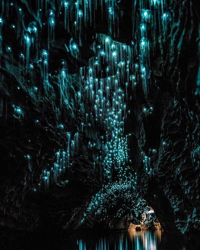 Glowworms In Waitomo Caves That Should Be In A Sci-Fi Movie