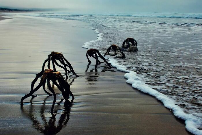 Sea Spiders? Nope! Just Some Weird Aloe Leaves