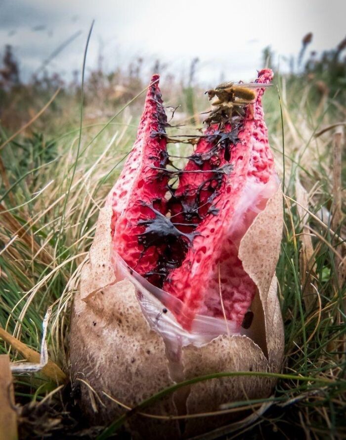 Clathrus Archeri Fungus – The Creepy Alien Tentacle Plant
