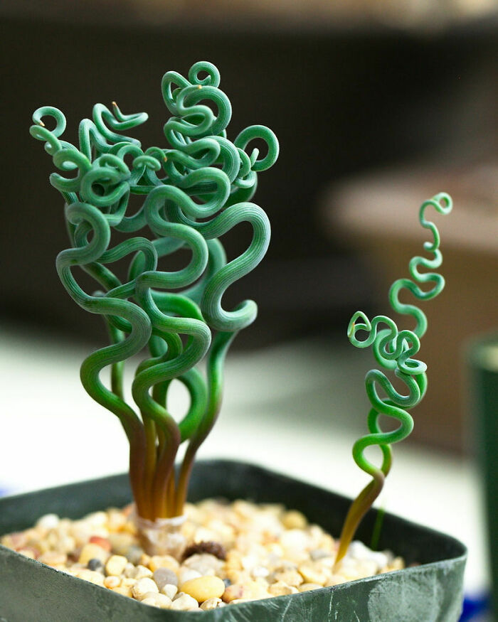 Trachyandra – The Plant That Clearly Forgot It’s On Earth